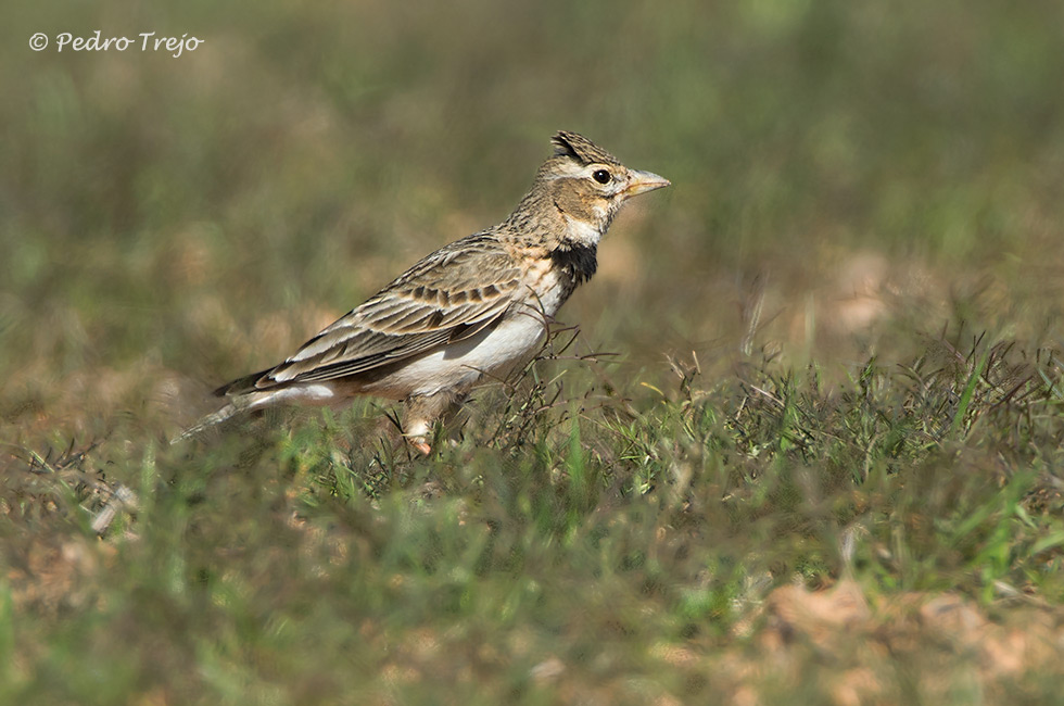 Calandria común (Melanocorypha calandra)